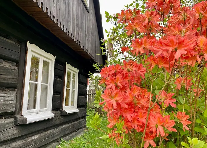 Gaia * מידז'יברודז'י ז'יוויקי